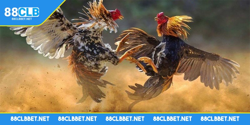 Đá gà 88CLB là sân chơi đỉnh cao bậc nhất hiện nay