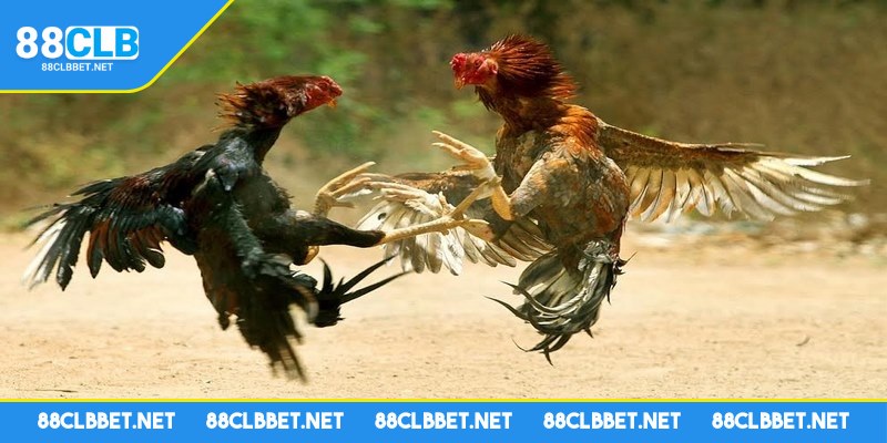 Anh em có thể lựa chọn nhiều trận đấu thú vị để theo dõi
