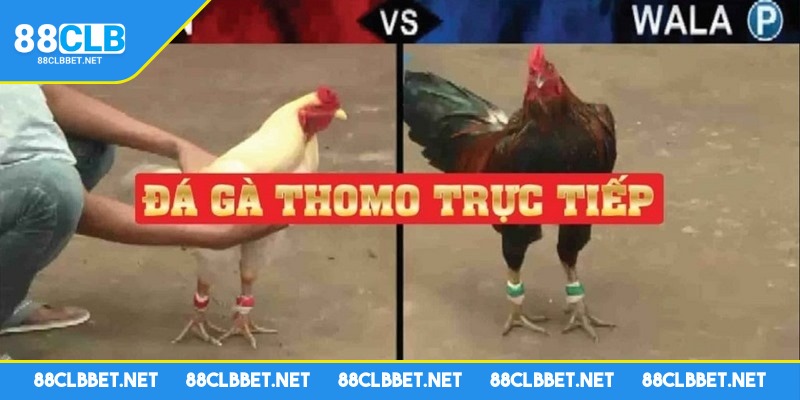 Các tân binh nên chú ý vào việc tìm hiểu trước khi chơi